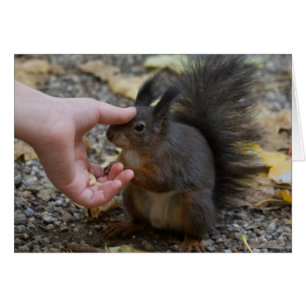 frapper un écureuil