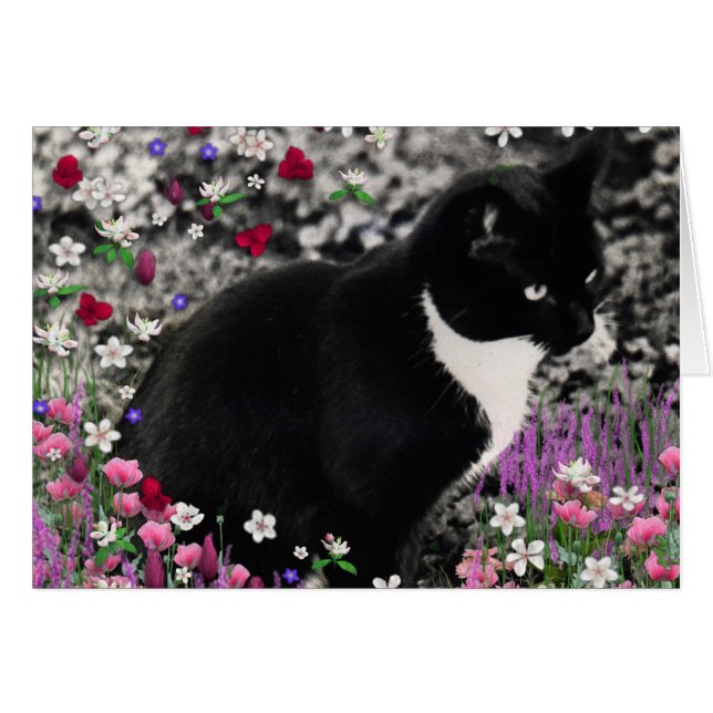 Frapules en Fleurs II - Tuxedo Cat (Devant horizontal)