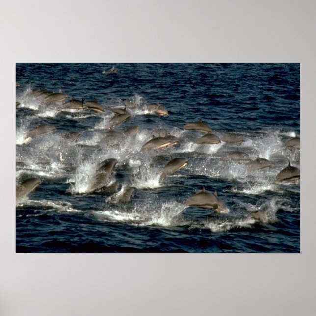 Fraser-Delphin Poster (Vorne)