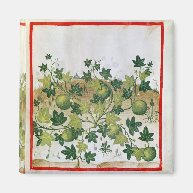 Frau 3054 fol.20 Melons, von "Tacuinum Sanitatis" Magnet (Vorne)