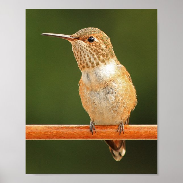 Frau Allen's Hummingbird - Rosie 1 Poster (Vorne)