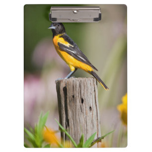 Frau Baltimores Oriole im Blumengarten Klemmbrett
