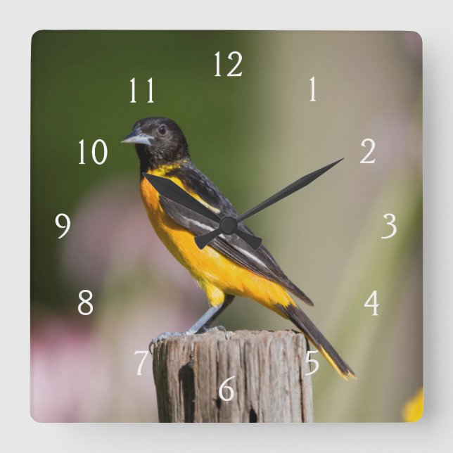 Frau Baltimores Oriole im Blumengarten Quadratische Wanduhr (Vorderseite)