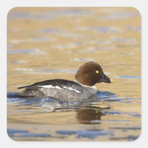 Frau-CommonGoldeneye Quadratischer Aufkleber
