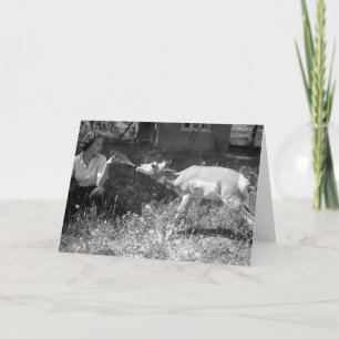 Frau, die eine Antilope Flasche-füttert Karte