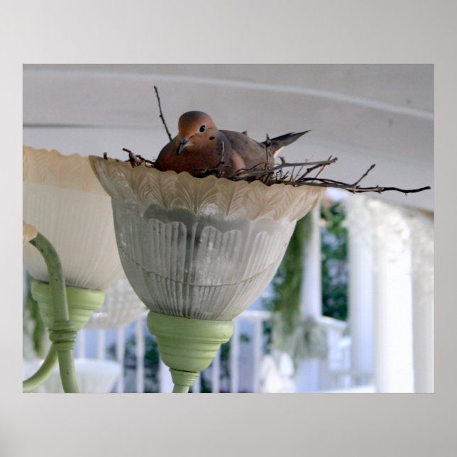 Frau Dove Poster (Vorne)