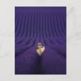 Frau in einem Lavendelfeld Postkarte