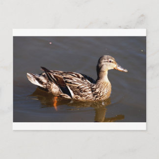Frau Mallard Duck Postkarte