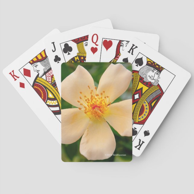 Frau Oakley Fisher Rose Spielkarten (Rückseite)