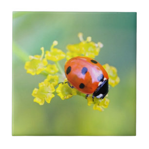 Frau oben fliese
