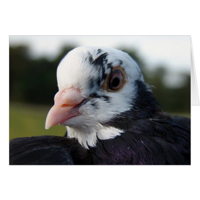 Frau Pigeon (Vorderseite (Horizontal))