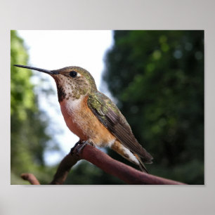 Frau Rufous Hummingbird - Kunstdrucke Poster