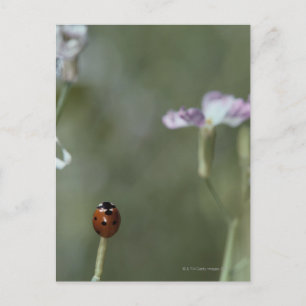 Frau Stem Postkarte