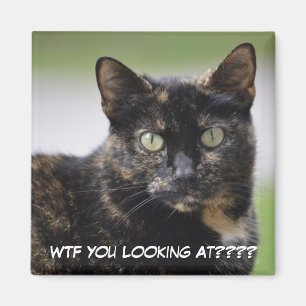 Frau Sweetpea the Tortie Magnet