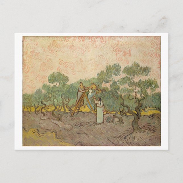 Frauen, die Oliven picken (F655) Van Gogh Fine Art Postkarte (Vorderseite)