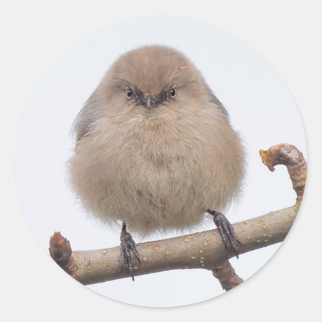 Frauen im Birnenbaum Runder Aufkleber (Vorderseite)