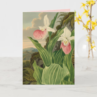 Frauenschuh alte botanische Orchidee Karte