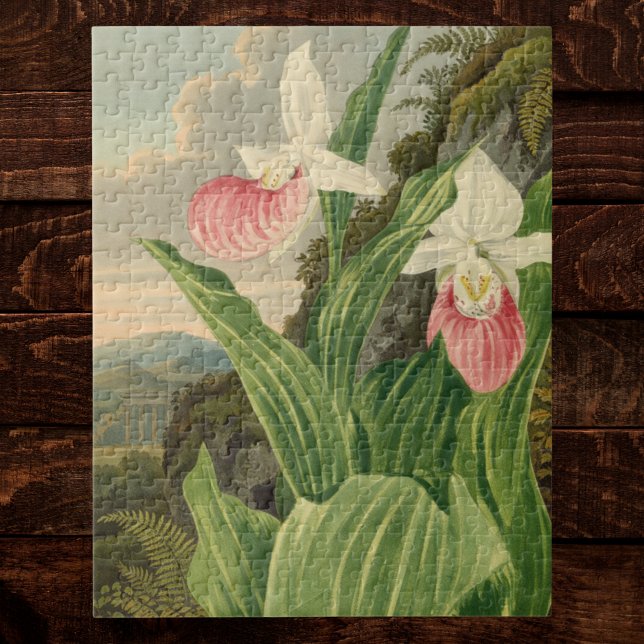 Frauenschuh alte Floral Orchidee Botanik (Von Creator hochgeladen)