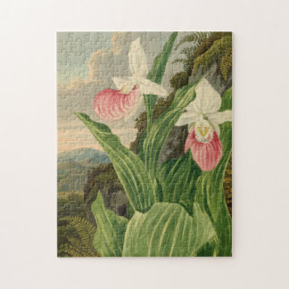 Frauenschuh alte Floral Orchidee Botanik