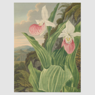 Frauenschuh alte Floral Orchidee Botanik Seidenpapier