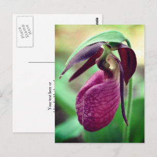 Frauenschuh-Blütenfotografie in lebhaftem Rosa Postkarte