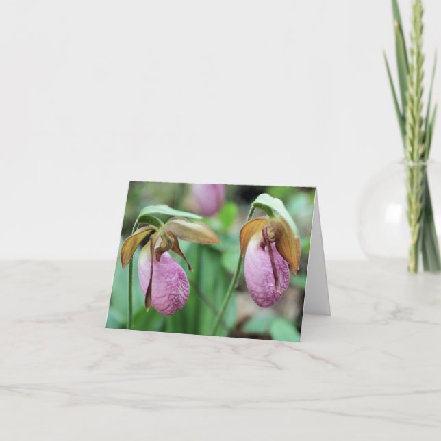 Frauenschuh-Orchideen-Blütenfotografie (Vorderseite)
