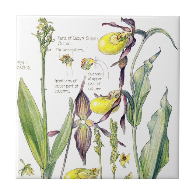 Frauenschuh Orchideen-Wildblume-Blumen-Fliese Fliese (Vorderseite)