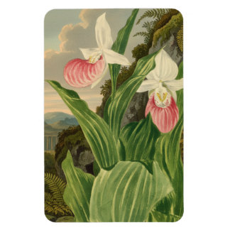 Frauenschuh Vintage-Botanik-Orchidee Magnet