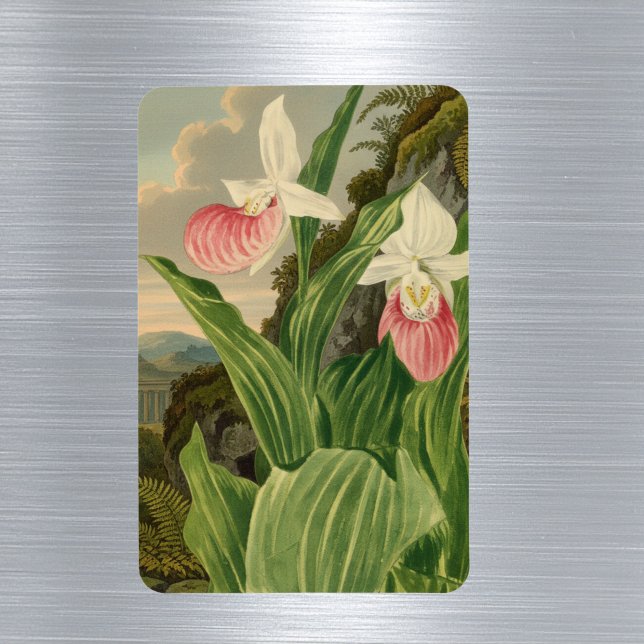Frauenschuh Vintage-Botanik-Orchidee Magnet (Von Creator hochgeladen)