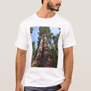 Frauenvideotaping an der Basis von massiven Sequoi T-Shirt