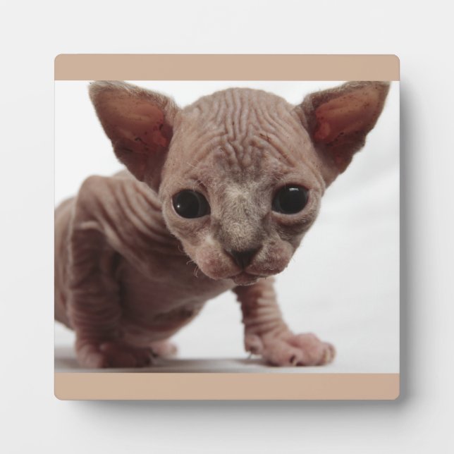 Freaky Niedlich Furless Sphynx Kitten Fotoplatte (Vorderseite)