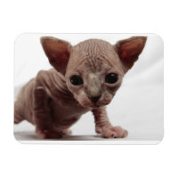 Freaky Niedlich Furless Sphynx Kitten