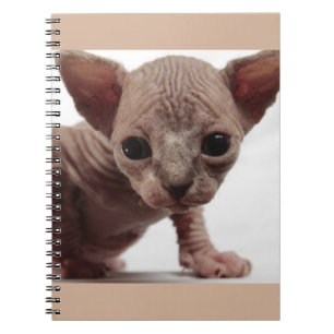 Freaky Niedlich Furless Sphynx Kitten Notizblock