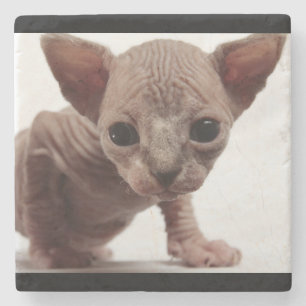 Freaky Niedlich Furless Sphynx Kitten Steinuntersetzer