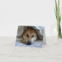 freche niedliche akita im Bett Original Hund Foto
