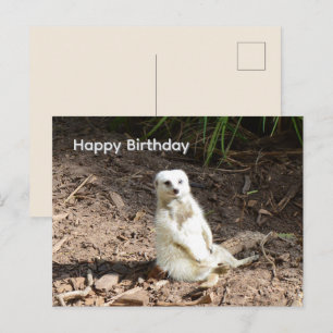 Frecher Weißer Erdmännchen, Geburtstagskarte Postkarte