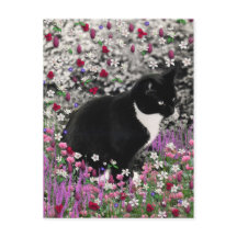 Freckles in Blume II - Tuxedo Kitty Cat