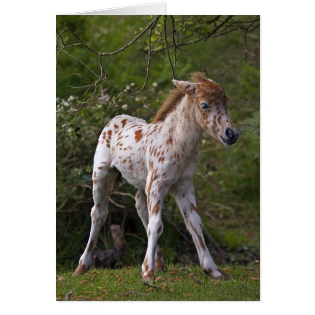 Freckles-Karte (Vorne)