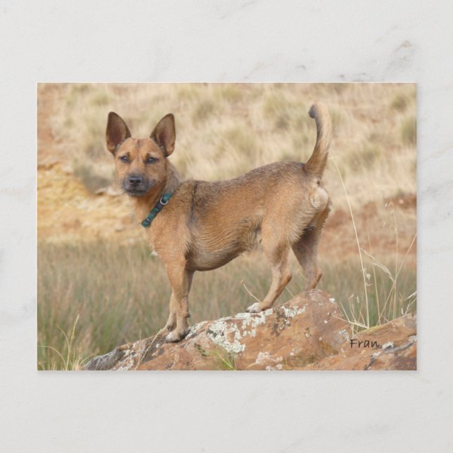 Fred Postkarte (Vorderseite)