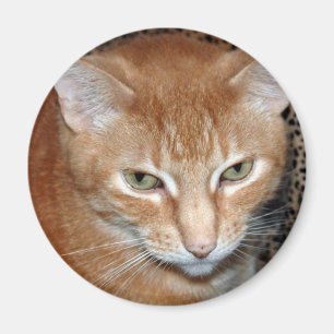 Freddie Magenet Magnet