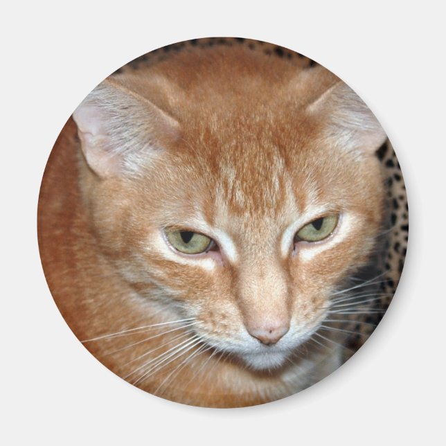 Freddie Magenet Magnet (Vorne)