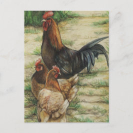 "Free Range" Rooster & 2 Hens Postcard Postkarte