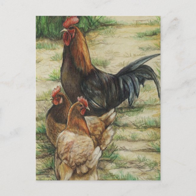 "Free Range" Rooster & 2 Hens Postcard Postkarte (Vorderseite)