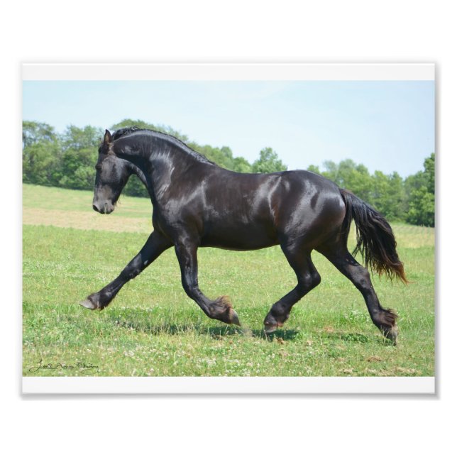Freedom Friesian Stallion Fotodruck (Vorne)