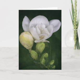 Freesia Blume Card Karte