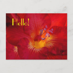 Freesia Hallo! Postkarte