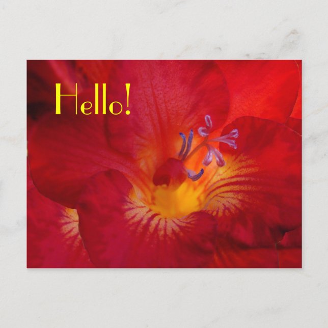 Freesia Hallo! Postkarte (Vorderseite)