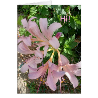 Freesia in natural world setting. Pinkish-lavender