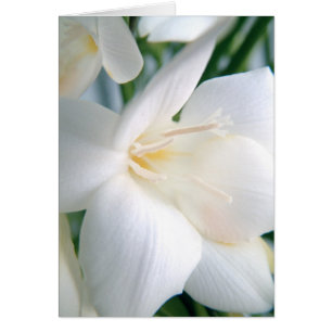 Freesia weiß