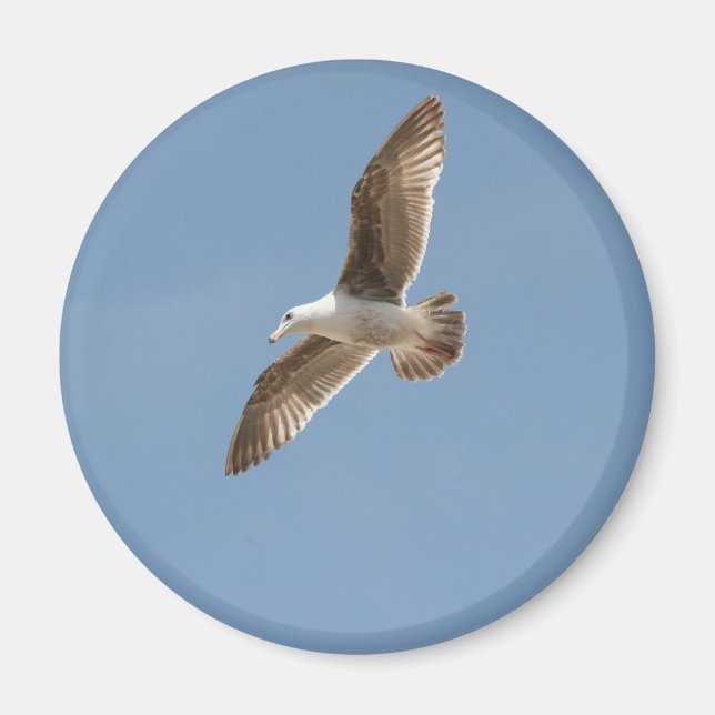 Frei als Vogel (Seagull fliegen) Magnet (Vorne)